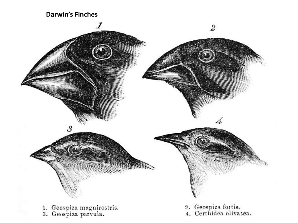 darwin s finches