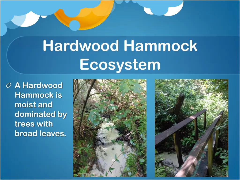 hardwood hammock ecosystem