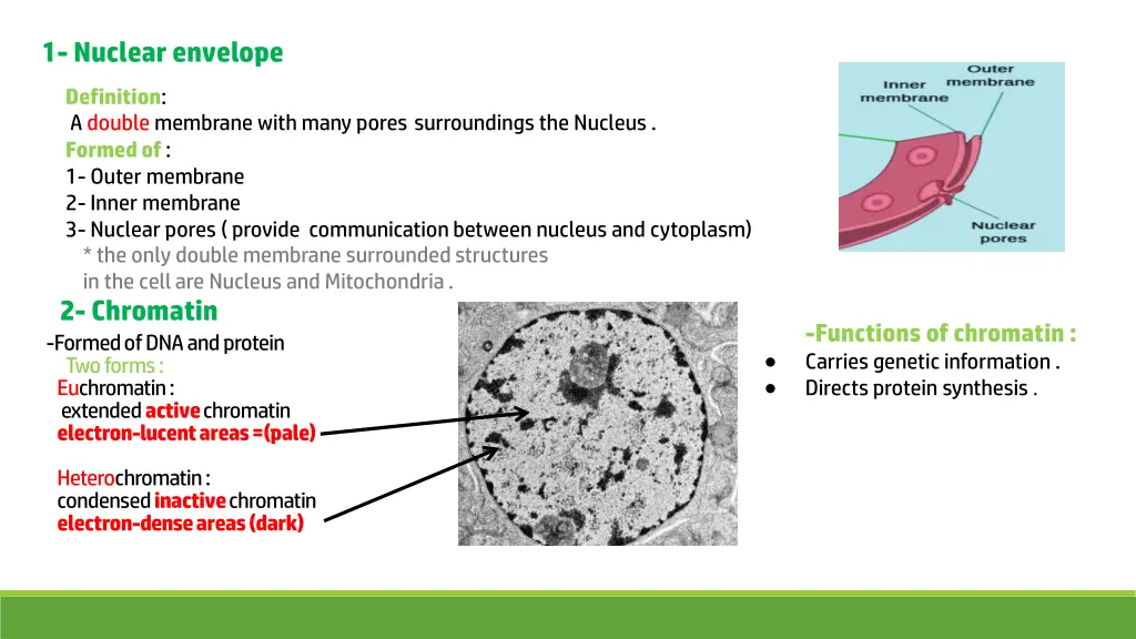 1 nuclear envelope