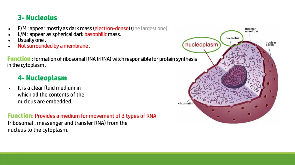 3 nucleolus