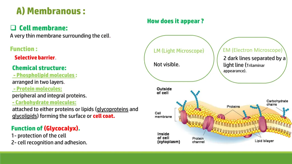 a membranous