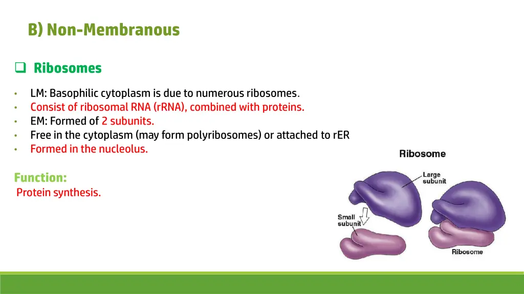 b non membranous