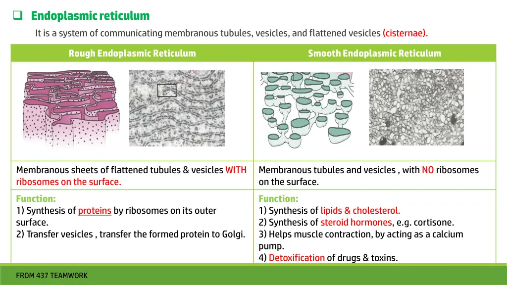 endoplasmic reticulum