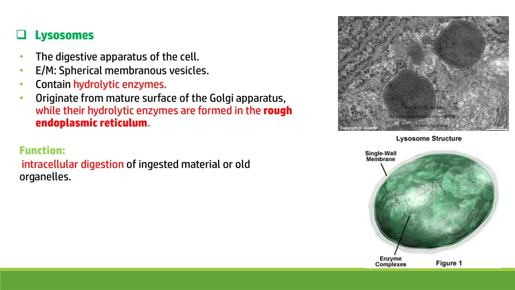 lysosomes