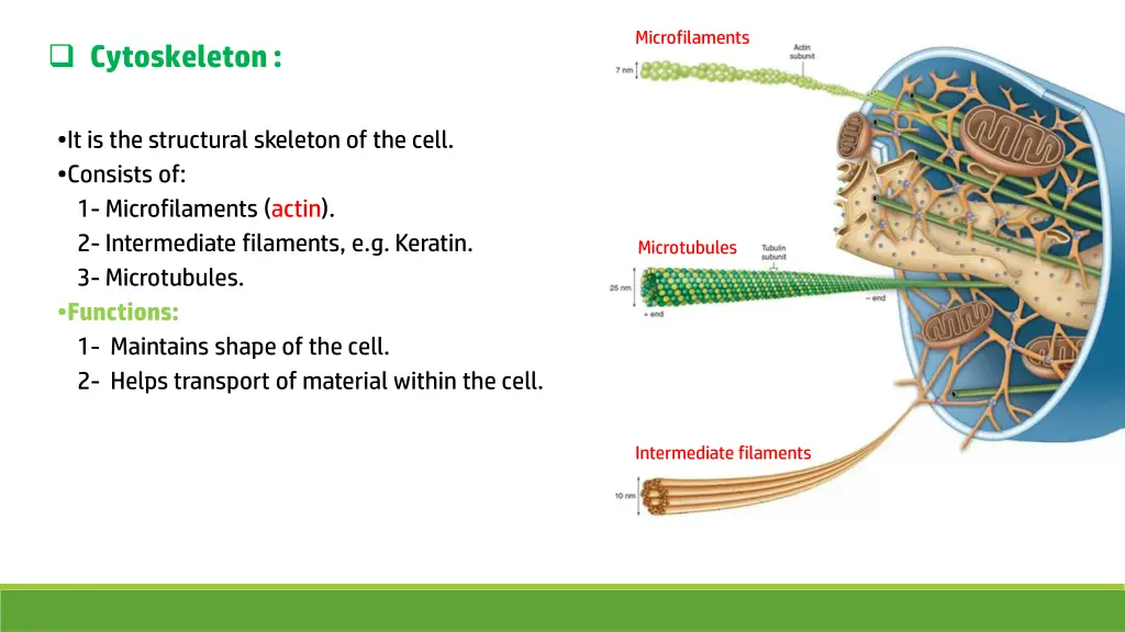 microfilaments