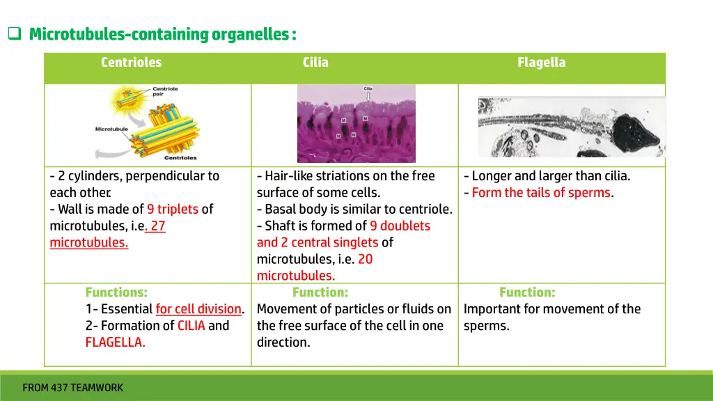 microtubules containing organelles