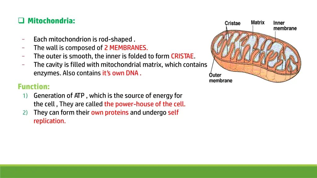 mitochondria each mitochondrion is rod shaped