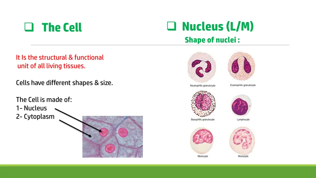 nucleus l m shape of nuclei