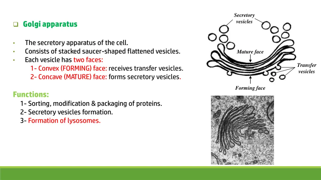 secretory vesicles