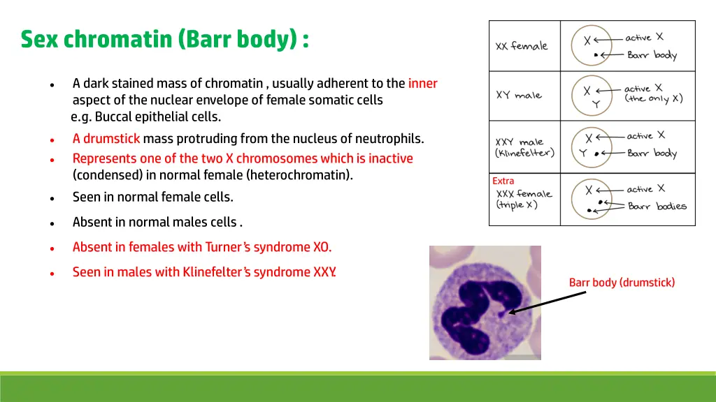 sex chromatin barr body