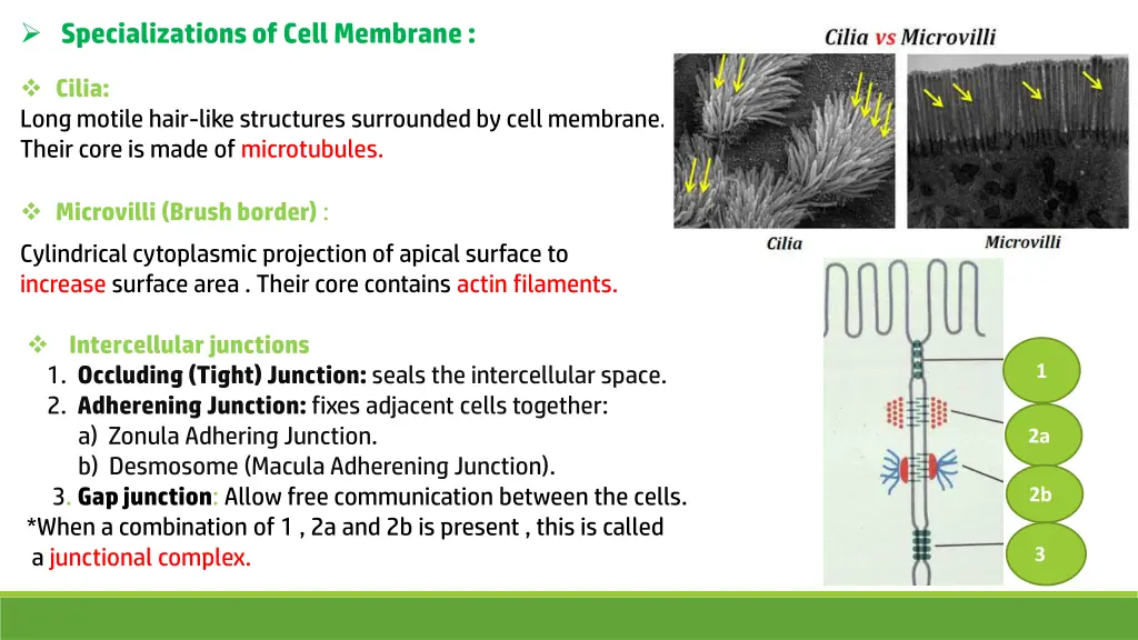 specializations of cell membrane