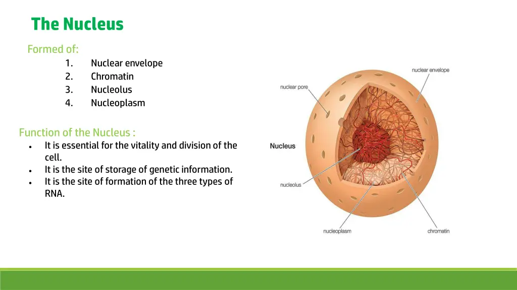 the nucleus