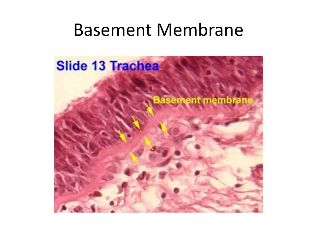 basement membrane