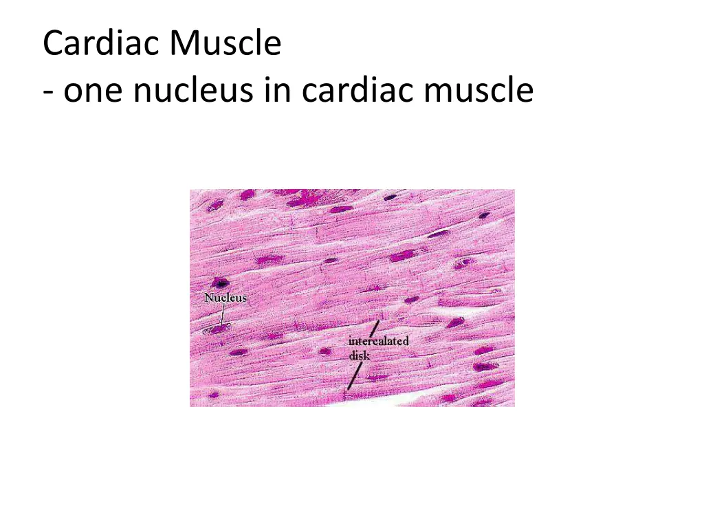 cardiac muscle one nucleus in cardiac muscle