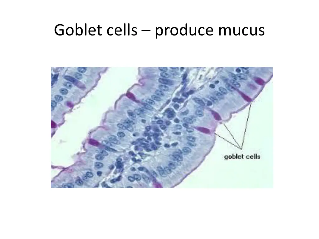 goblet cells produce mucus