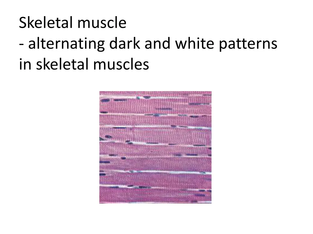 skeletal muscle alternating dark and white