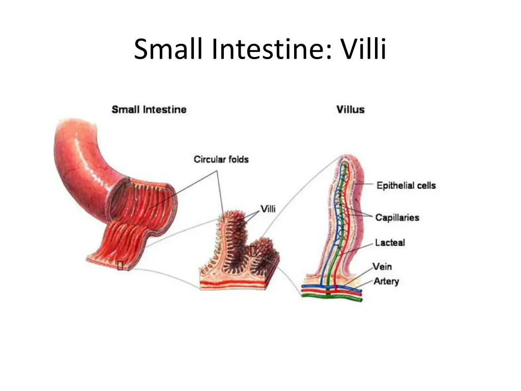 small intestine villi