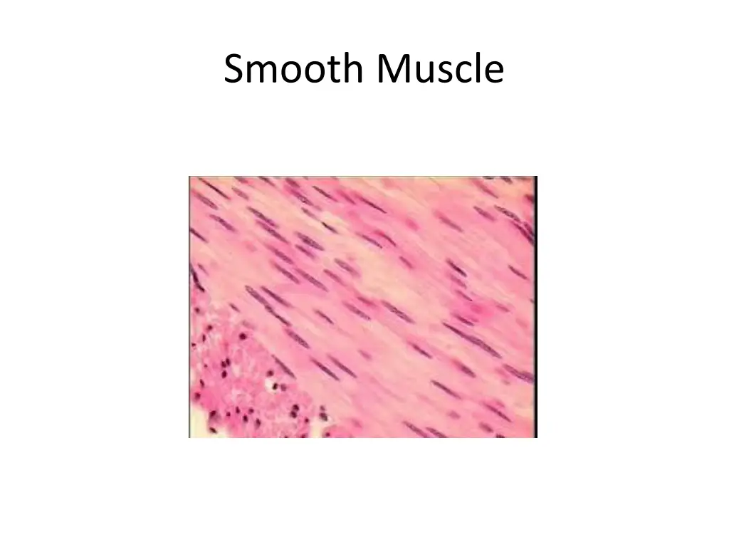 smooth muscle