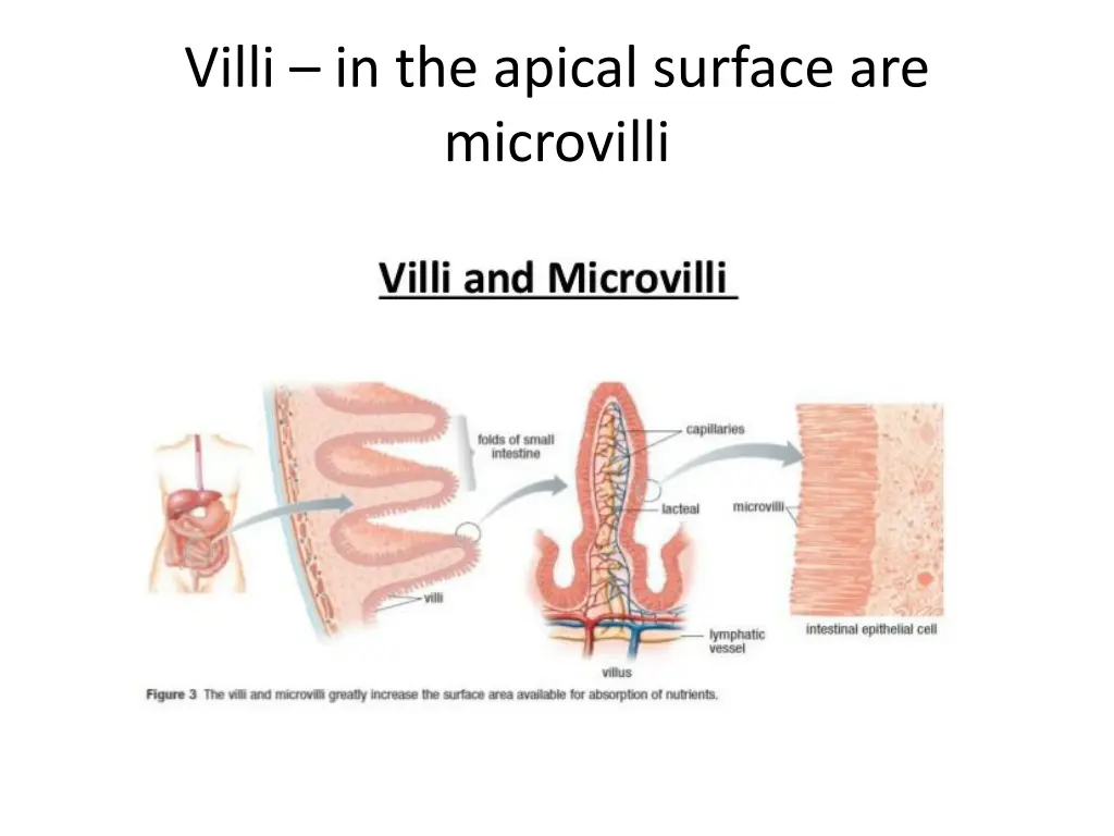 villi in the apical surface are microvilli