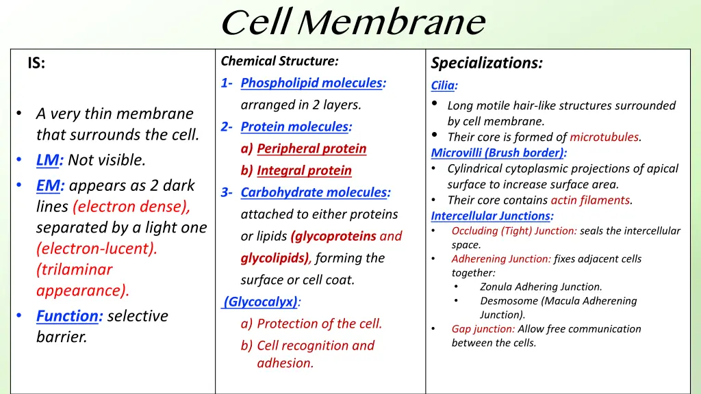 cell membrane chemical structure 1 phospholipid