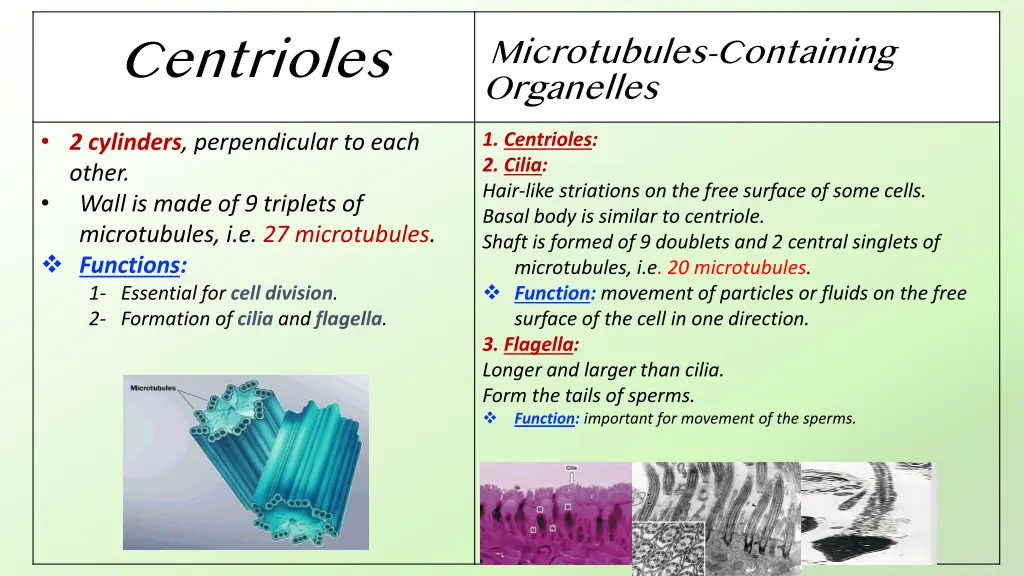 centrioles