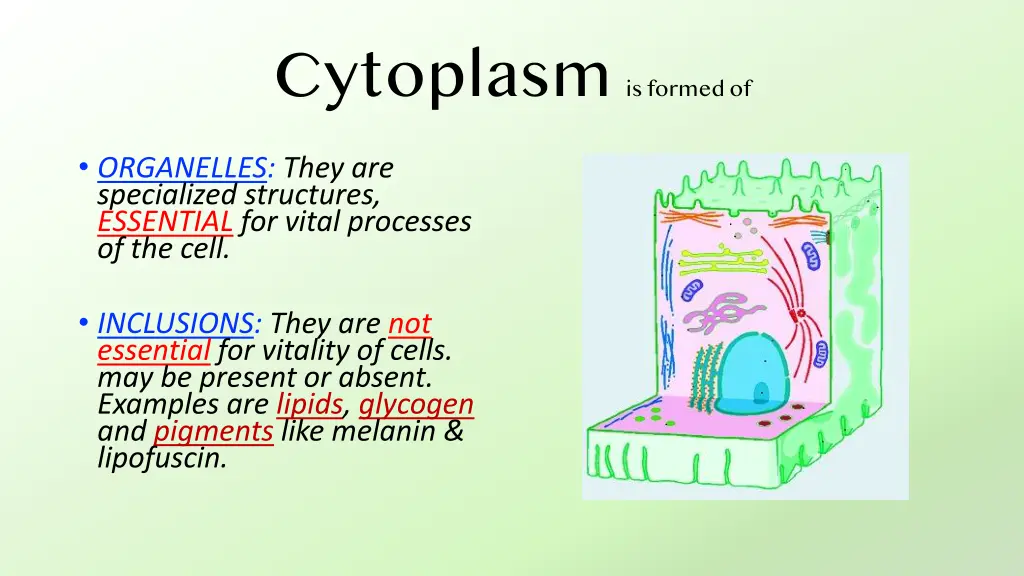 cytoplasm is formed of organelles they