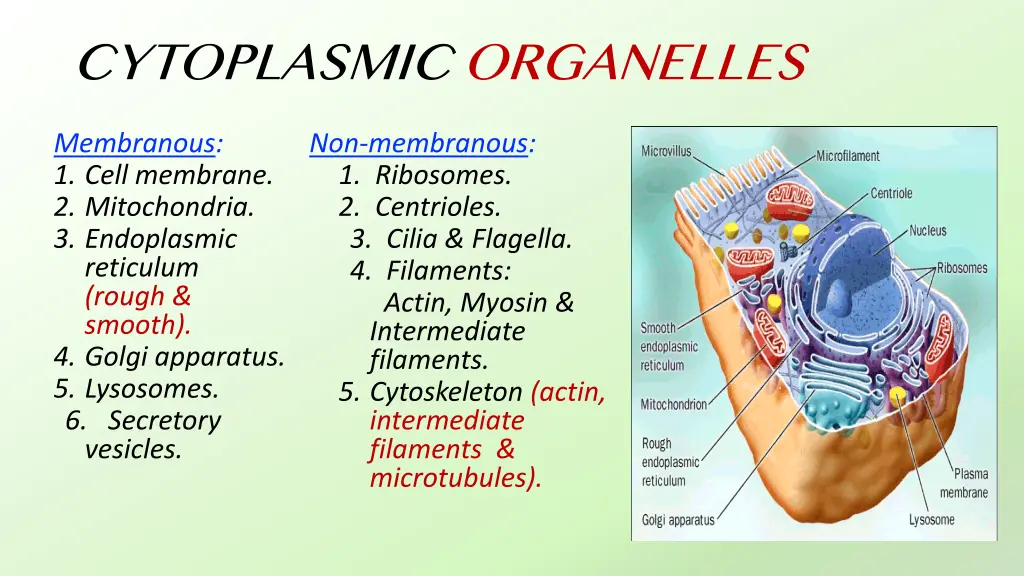 cytoplasmic organelles membranous 1 cell membrane