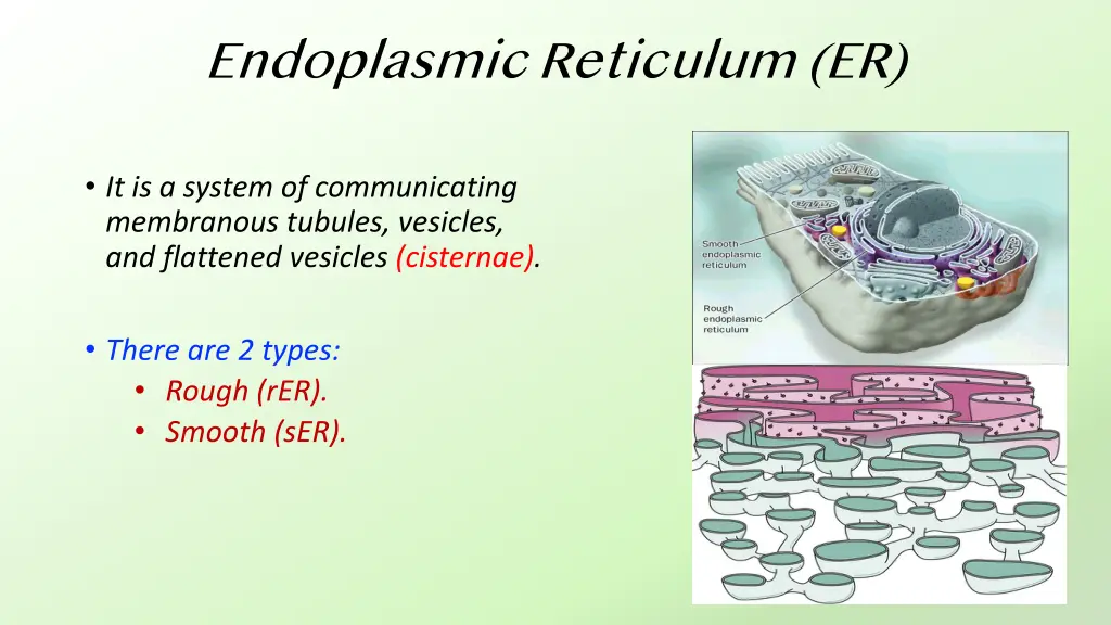 endoplasmic reticulum er