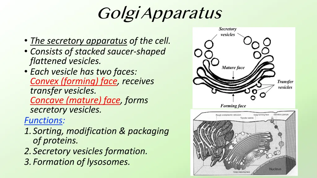 golgi apparatus