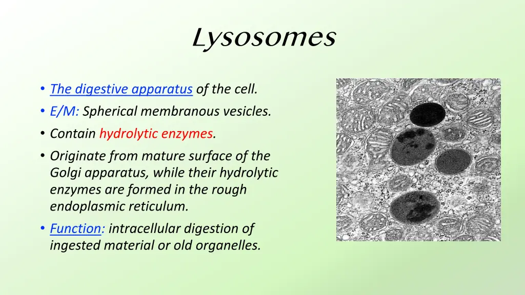 lysosomes