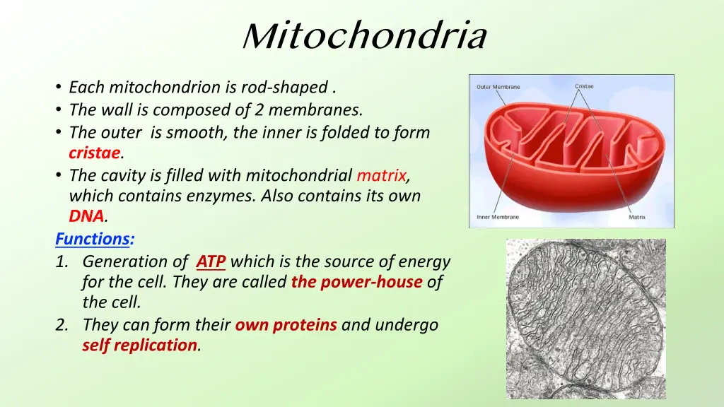 mitochondria