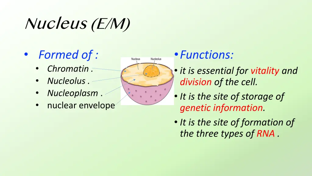 nucleus e m