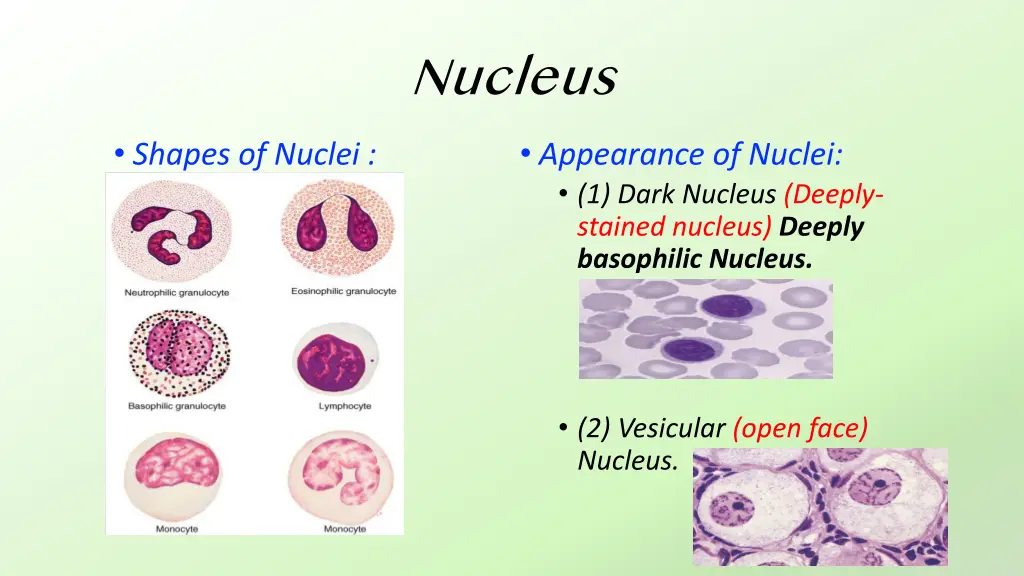 nucleus