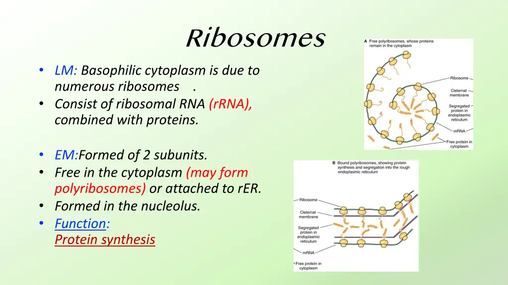 ribosomes