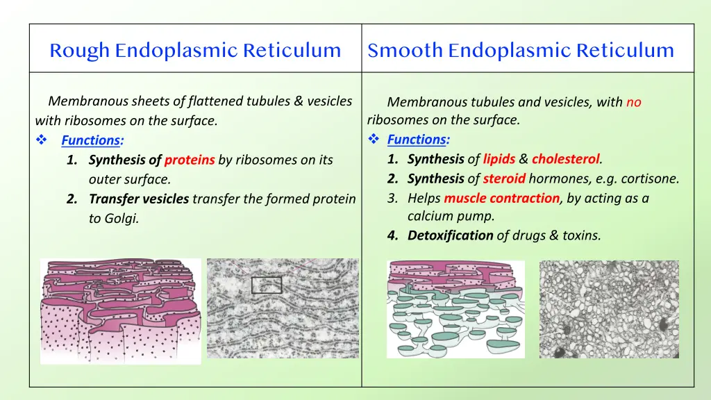 rough endoplasmic reticulum