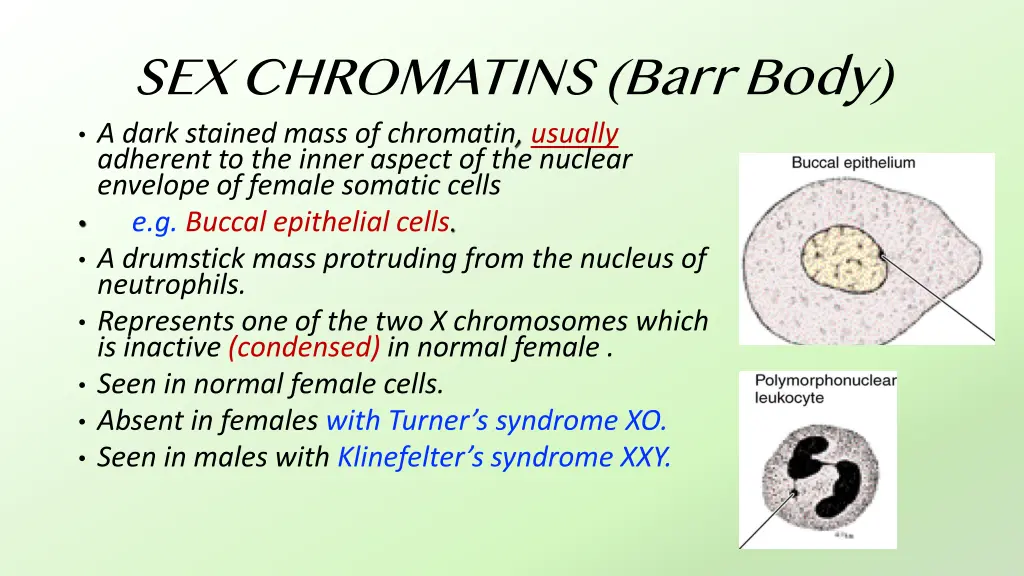 sex chromatins barr body a dark stained mass