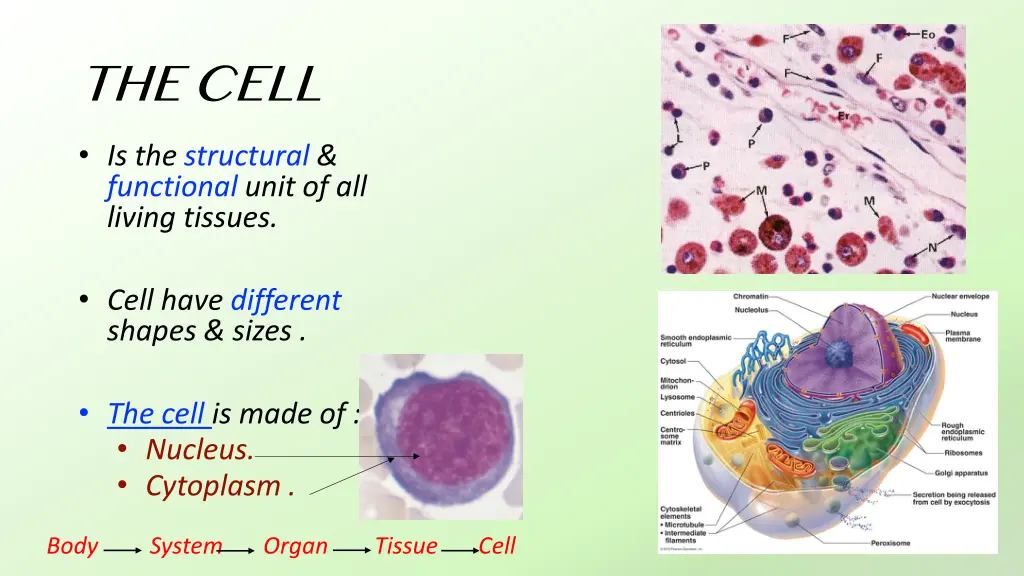 the cell is the structural functional unit