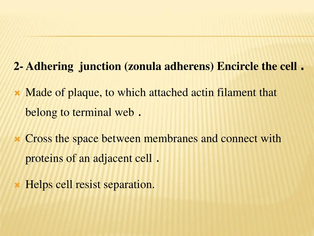 2 adhering junction zonula adherens encircle