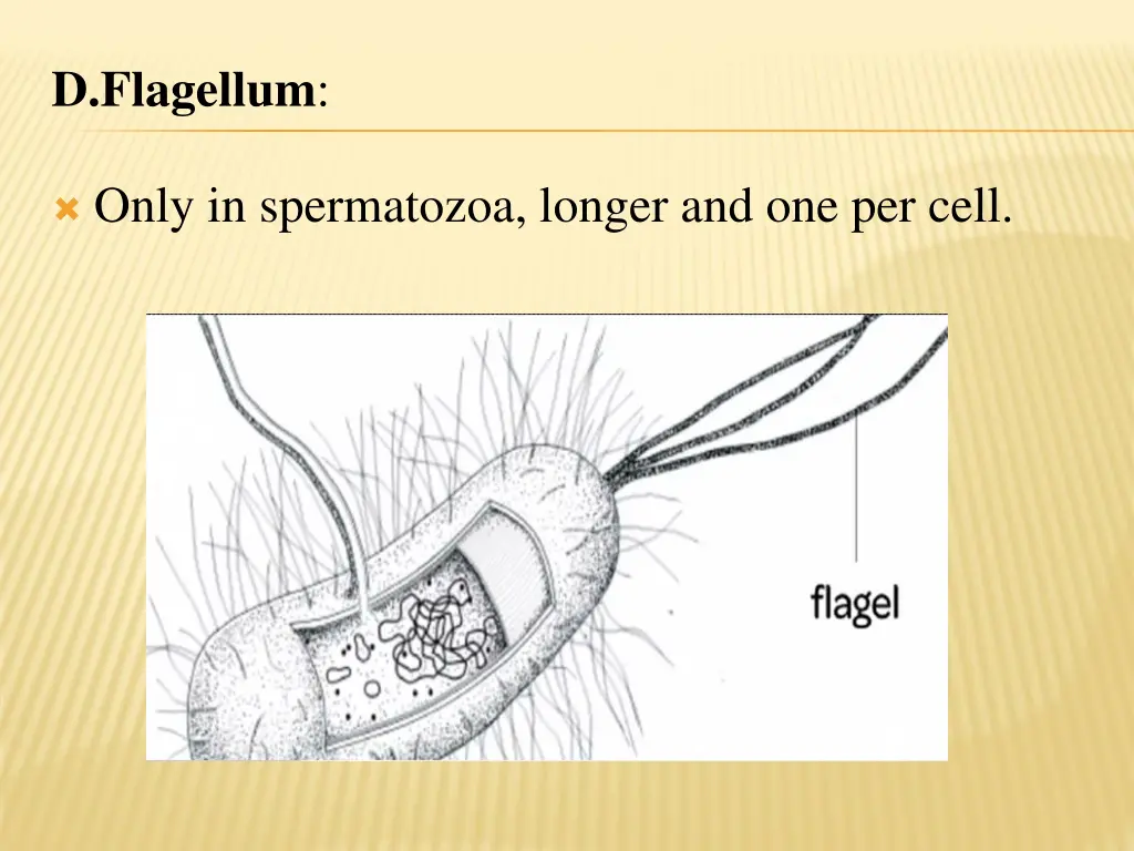 d flagellum