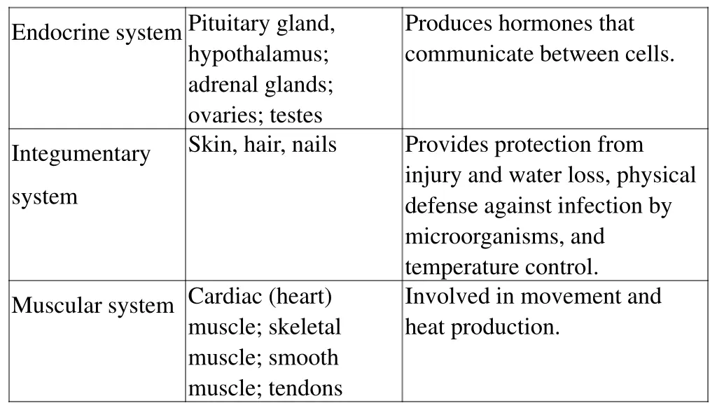 endocrine systempituitary gland