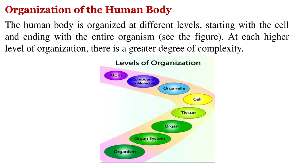 organization of the human body the human body