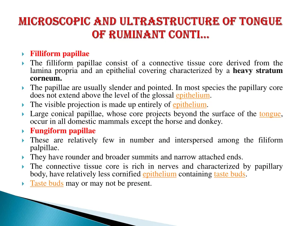 filliform papillae the filliform papillae consist