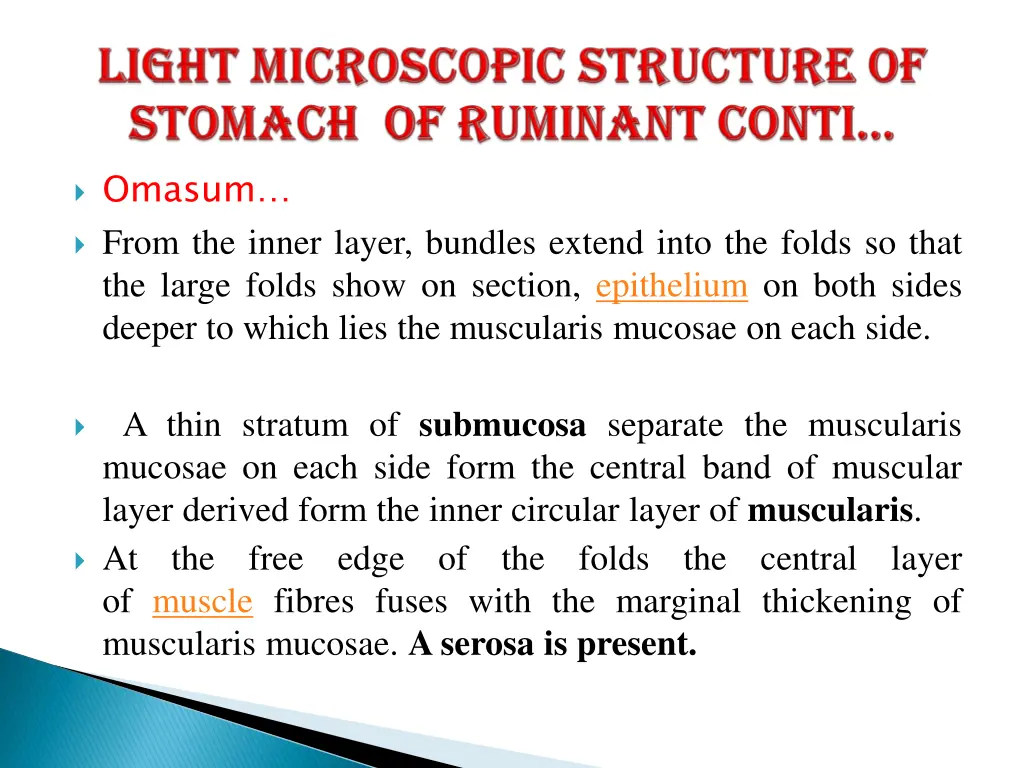 omasum from the inner layer bundles extend into