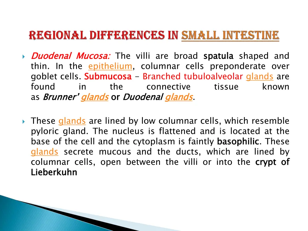 small intestine