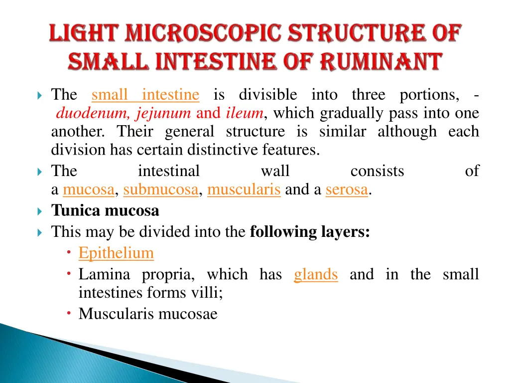 the small intestine is divisible into three