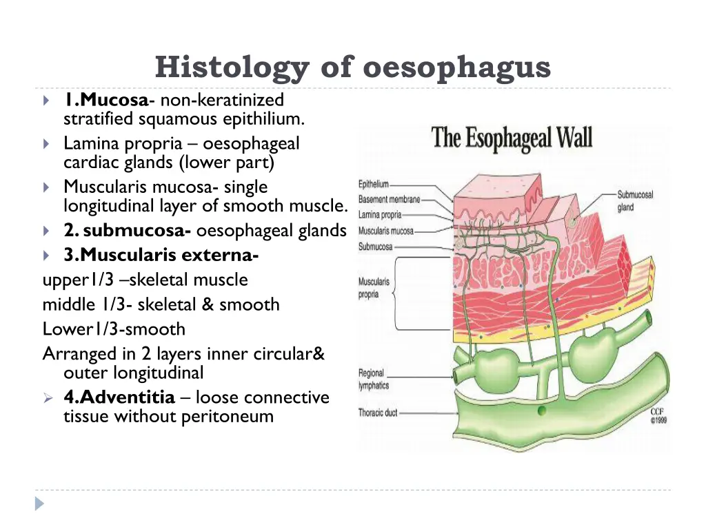 histology of oesophagus 1 mucosa non keratinized