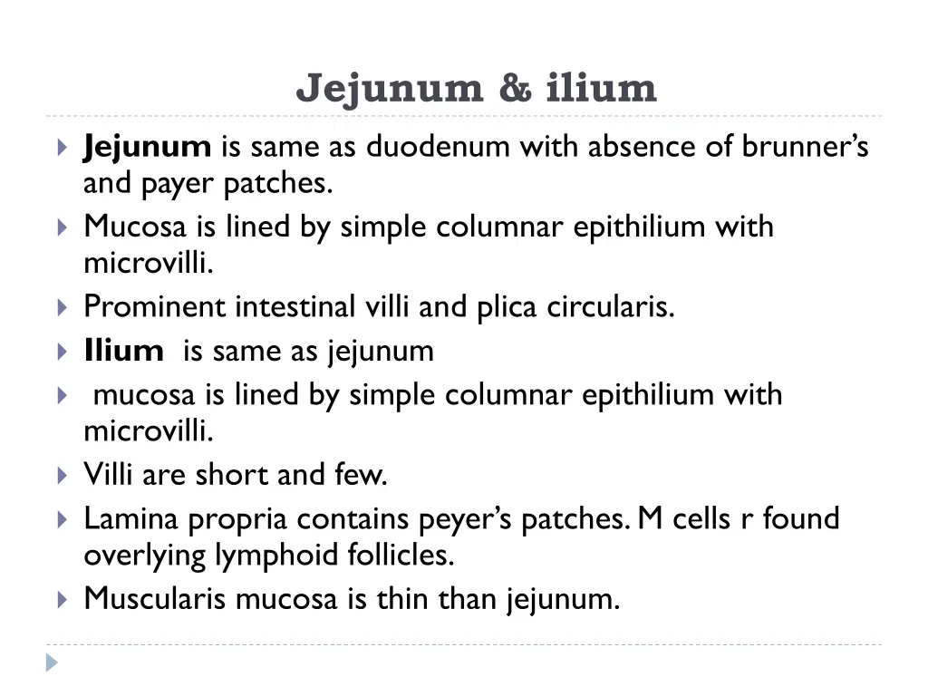 jejunum ilium 1