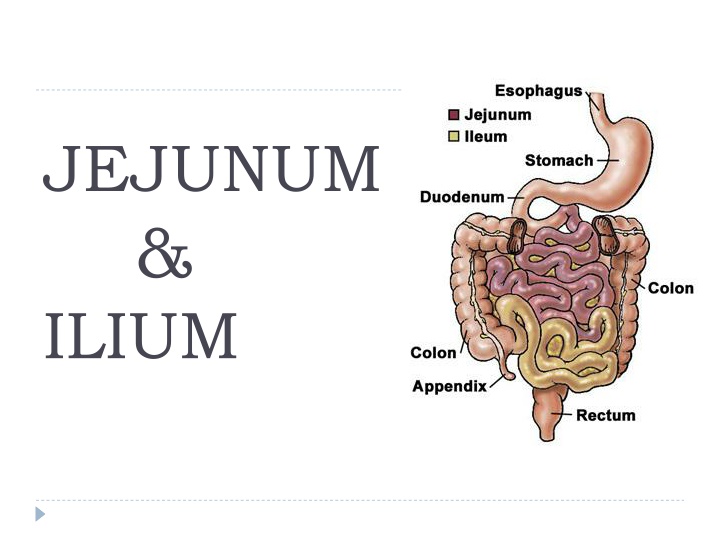 jejunum ilium