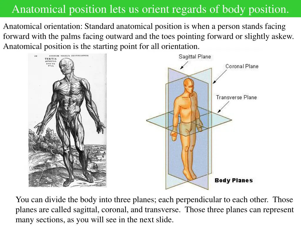 anatomical position lets us orient regards