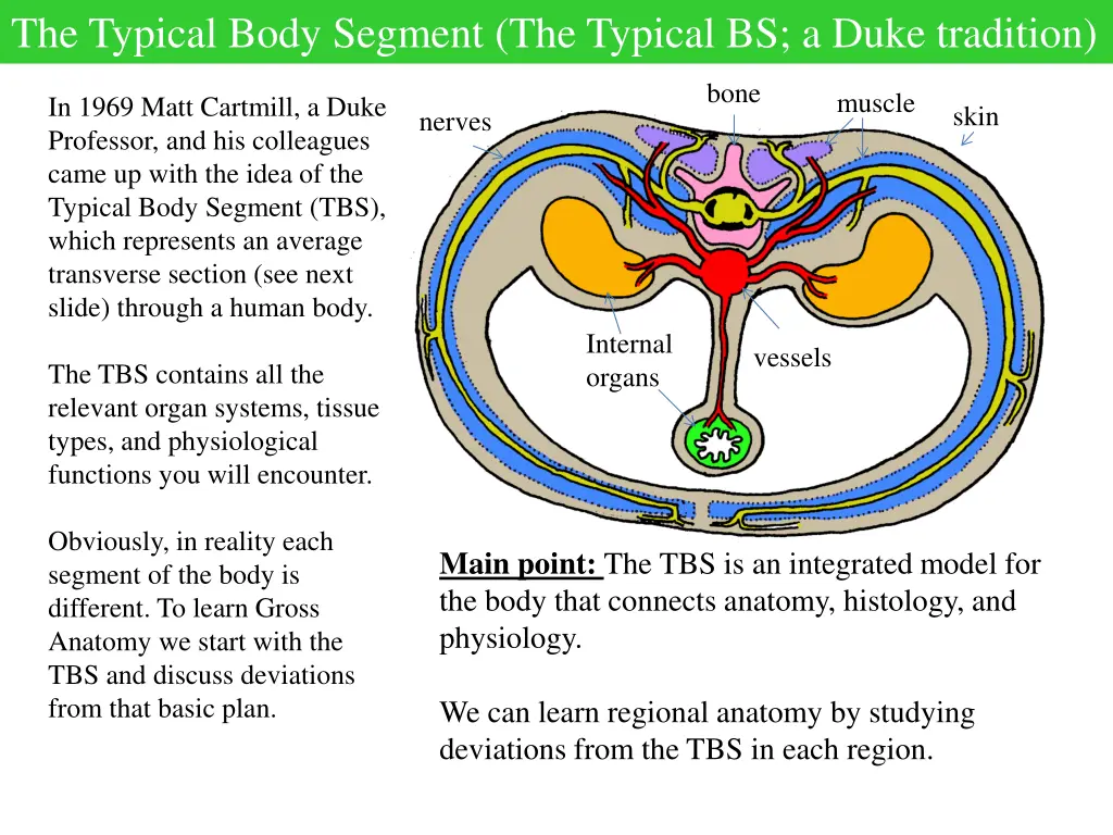 the typical body segment the typical bs a duke